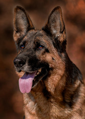 Deutscher Schäferhund