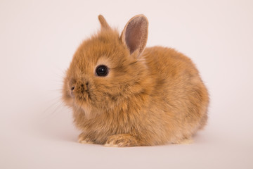 Fototapeta premium Baby cute rabbit