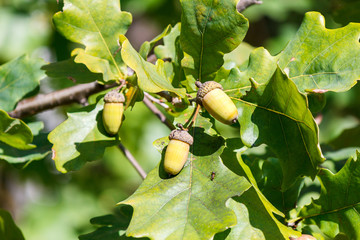 Obraz premium Oak branches with acorns in autumn