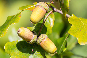 Oak branches with acorns in autumn