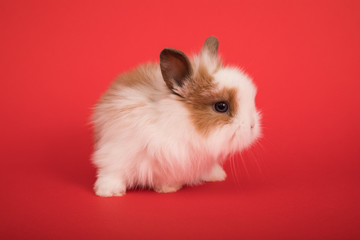 Baby cute rabbit