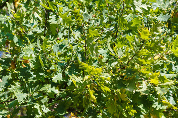 Fototapeta na wymiar Oak branches with acorns in autumn