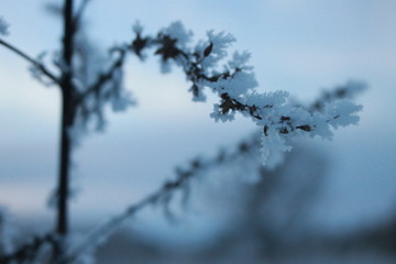 branches covered with snow