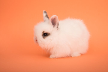 Baby cute rabbit