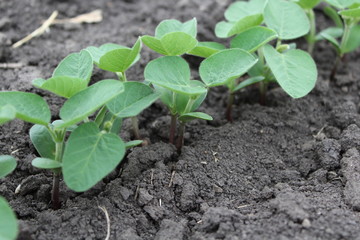 Young Soybeans