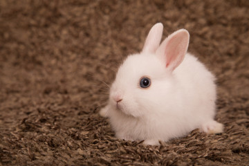 Baby cute rabbit