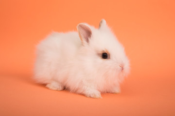 Baby cute rabbit