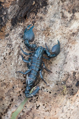 Emperor scorpion is a species of scorpion native to rainforests and savannas in West Africa. It is one of the largest scorpions in the world and lives for 2-3 years.