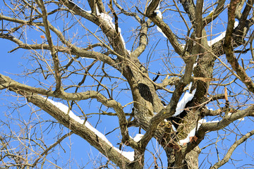 winter snow branches of tree on a blue sky background