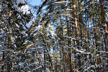 Tall pine tree covered with snow. Winter day.