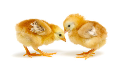 Chicks isolated on white