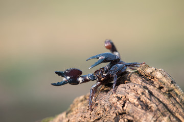 Emperor scorpion is a species of scorpion native to rainforests and savannas in West Africa. It is one of the largest scorpions in the world and lives for 2-3 years.