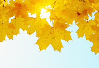 Naklejka na ściany i meble Autumn leaves on the sun