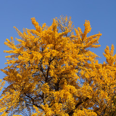 Feuillage d'automne d'un gingko biloba