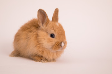 Baby cute rabbit