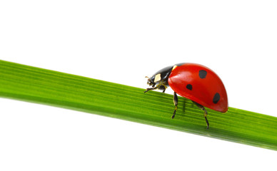 Ladybug on green grass