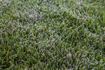 First ground frost covered fresh green nettle leaves in early autumn morning. Seasonal act of nature. Beginnig of cold season. Weather forecast. Natural foliage fall background