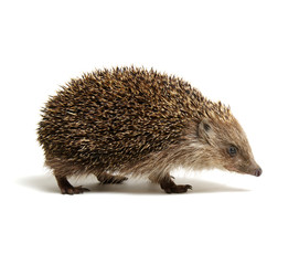 Hedgehog  isolated on white