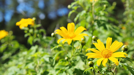 Closeup Shot of Buatong / Mexican Sunflower From A Scenic Area.  This Viewpoint Is The famous Tourist Attraction in Khun Yuam District, Mae Hong Son, Thailand.  Selective Focus and Blurred Background.