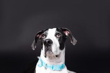 Portrait of a great dane dog wearing a holiday collar and looking up on a black background.
