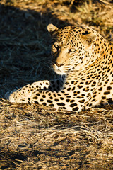Leopard (Panthera pardus), Tierportrait, liegt im Gras