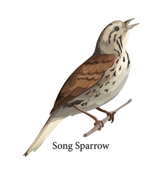 Song sparrow bird in nature. Wild animal