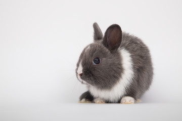 Baby cute rabbit
