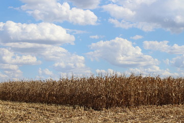 Corn Field  © Maria