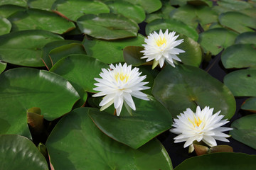 Natural background of white lotus or Water Lilly in lake