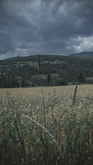 Fototapeta premium rural landscape with green field