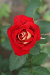 Beautiful blooming flowers roses