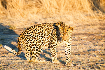 Leopard (Panthera pardus), laufend, Blickkontakt