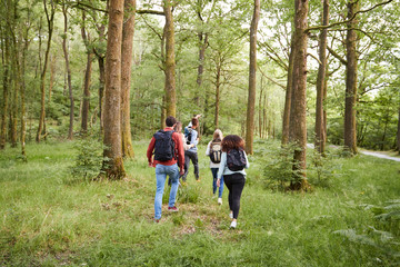 Naklejka na ściany i meble A young man leads a group of five young adult friends walking in a forest during a hike, back view