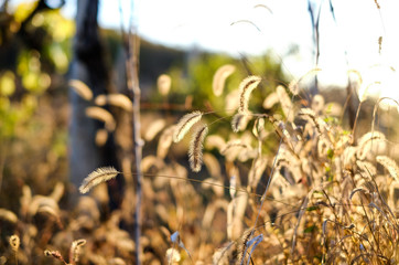 Spikelets on field in background of sun