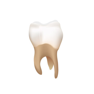 Realistic 3d human tooth isolated on white