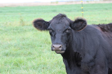Cow In Pasture