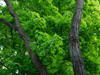 Fototapeta premium Tree