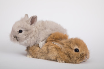 Two small rabbits