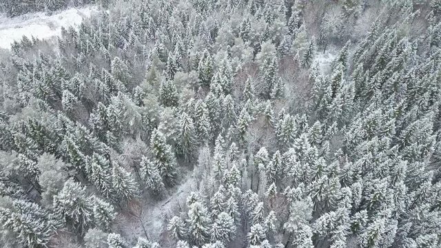 Aerial: Flying above the forest in winter