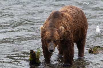Fototapeta na wymiar Grizzly bear in Alaska Katmai National Park hunts salmons (Ursus arctos horribilis)