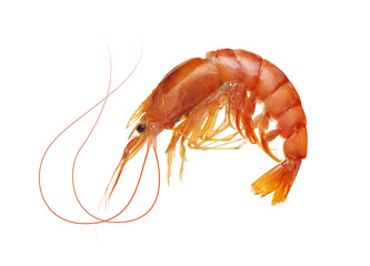  fresh boiled tiger shrimp isolated on white