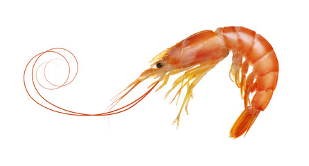  tiger shrimp isolated on white background © Alekss