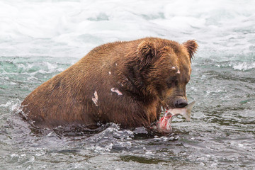 Grizzly bear in Alaska Katmai National Park hunts salmons (Ursus arctos horribilis)