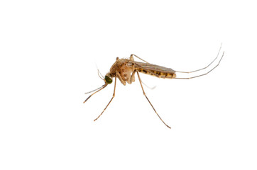 close up macro detail mosquito isolated on white background dangerous bug stinging sucking blood on...