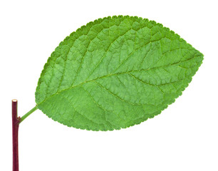 Plum leaf with stick isolated on a white background with clipping path. One of the best isolated pear leaves that you have seen.