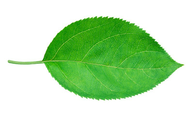 Fototapeta premium Apple leaf isolated on a white background with clipping path. One of the best isolated apples leaves that you have seen.