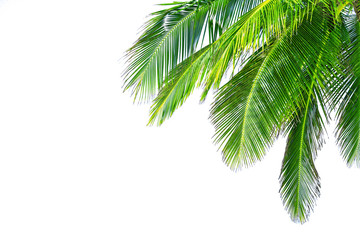 Fototapeta premium Coconut palm tree leaf on white background