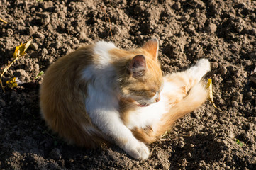 washing kitten, lying kitten