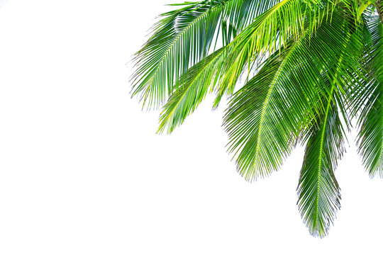 Coconut palm tree leaf on white background