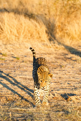 Leopard (Panthera pardus), laufend, Blickkontakt